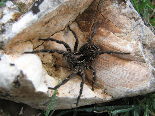 Lycosa tarantula